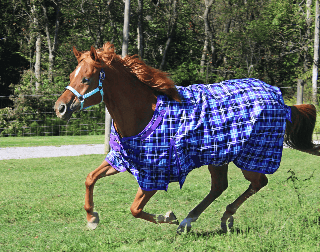 Arctic Plaid 1200D Waterproof Nylon Horse Winter Turnout Blanket - Two Year  Warranty – Tack Wholesale