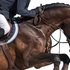 Top 10 Horse Tack Essentials for New Riders