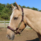 Paris Tack All Sides Padded Super Comfortable Curved Design Horse Leather Halter With Brass Name Plate