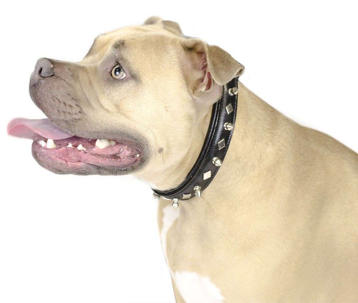 Derby Dog Designer Series USA Leather Spikes and Diamond Padded Dog Collar - Tack Wholesale